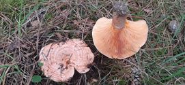Herfst in de natuur (8)