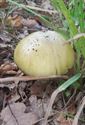 Herfst in de natuur (9)