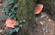Herfst in de natuur (10)