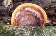 Herfst in de natuur (10)