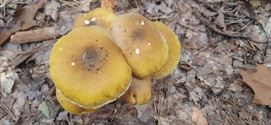Herfst in de natuur (11)