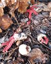 Herfst in de natuur (12)
