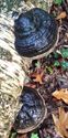 Herfst in de natuur (12)