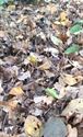 Herfst in de natuur (16)