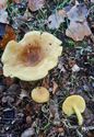 Herfst in de natuur (17)