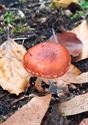 Herfst in de natuur (17)