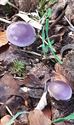 Herfst in de natuur (17)
