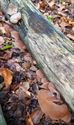 Herfst in de natuur (18)