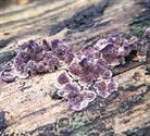 Herfst in de natuur (18)