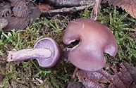 Herfst in de natuur (18)