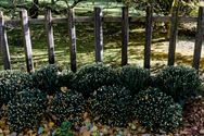 NEOS op verkenning in de Japanse Tuin