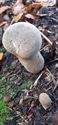 Herfst in de natuur (slot)