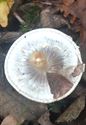 Herfst in de natuur (slot)