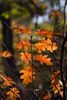 Herfst in Bolderberg (2)